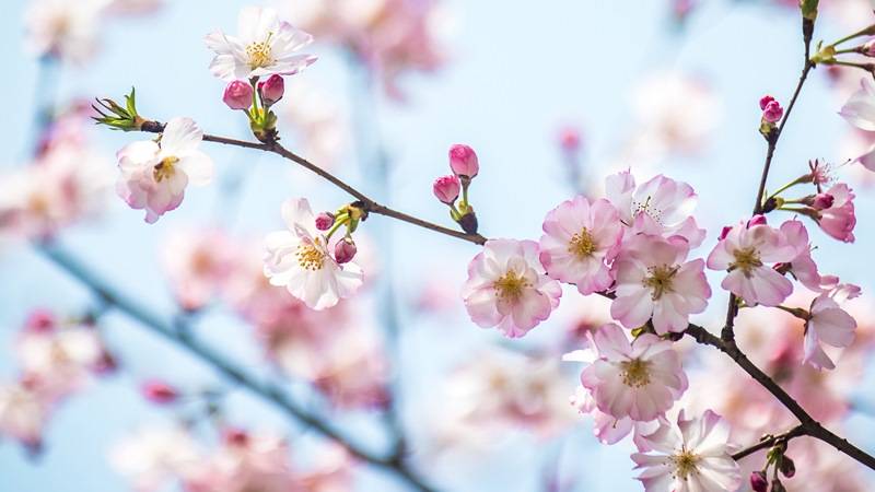 4K 风景壁纸 春日樱花枝头绽放 粉白花海清新治愈